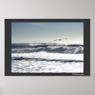 Poster Surf da gaivota
