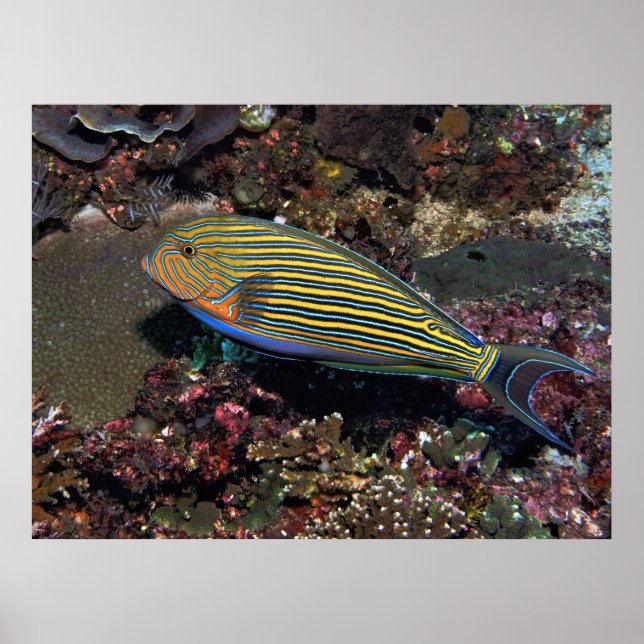 Poster Surgeonfish listrado (Frente)