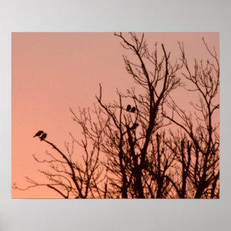 Poster - Surgimento solar