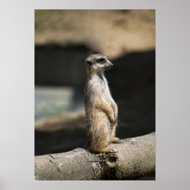 Pôster Suricata (Frente)