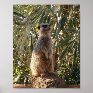 Poster Suricata E Grandes Folhas Verdes, Cartaz