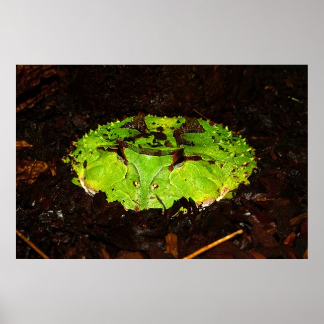 Pôster Surinam Hormona Ceratophrys Cornuta (Frente)