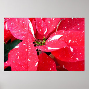 Poster Surpresa Estrela Brilhante Poinsettia Floral de Fé