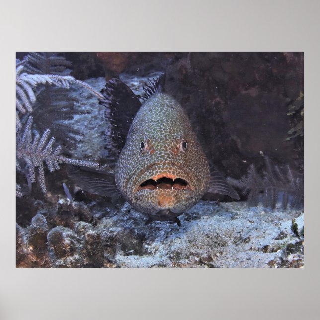 Poster Surprised Grouper (Frente)
