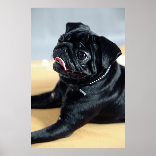 Pôster Surrupias (Frente)