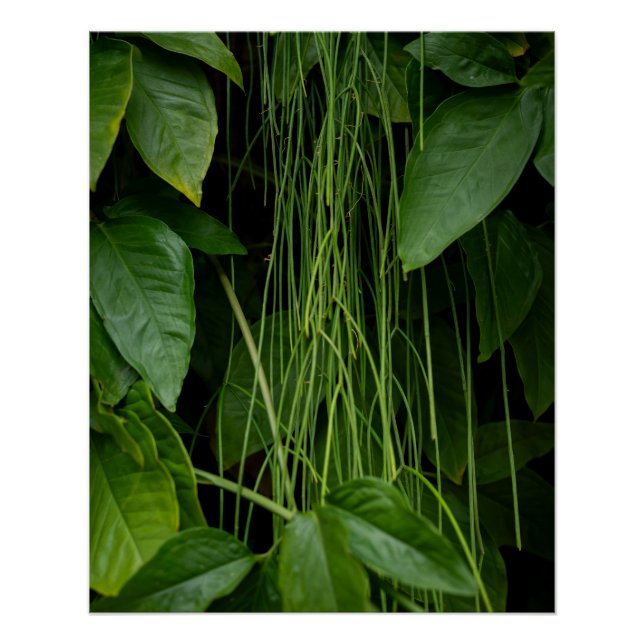 Pôster Suspended Nature (Frente)