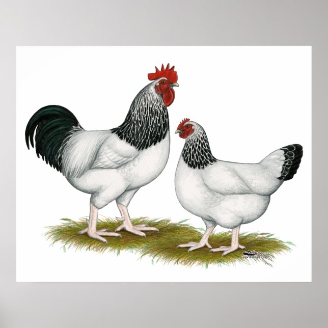 Pôster Sussex: Par Luz (Frente)