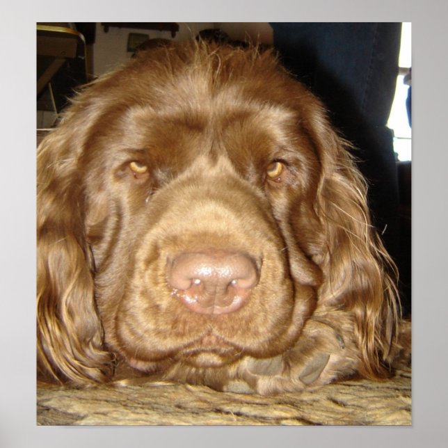 PÔSTER SUSSEXO DE PENSAMENTO (Frente)