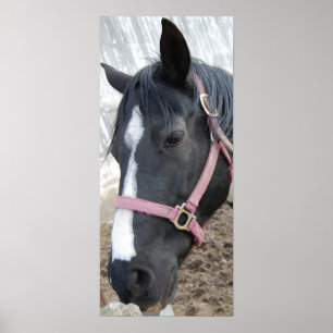 Pôster Sussurro de Cavalo