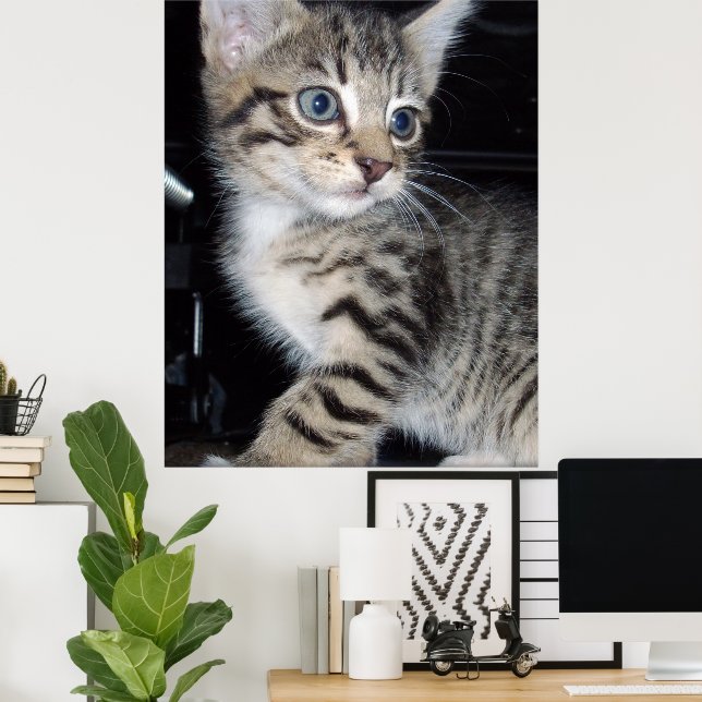 Poster "Sussurros de Problemas: o Misquioso Tabby Kitten (Escritório em casa)