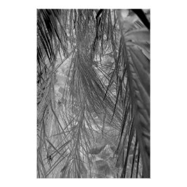 Pôster Sussurros Dos Trópicos