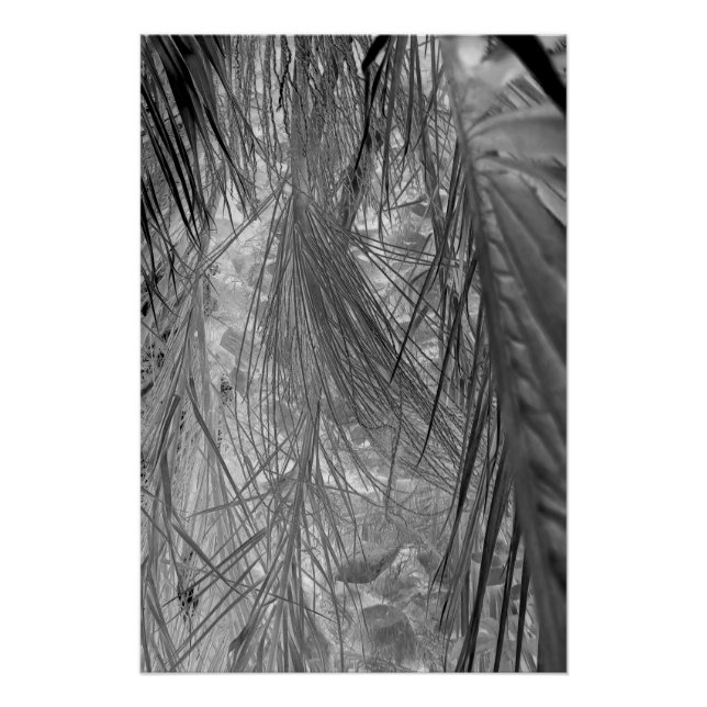 Pôster Sussurros Dos Trópicos (Frente)