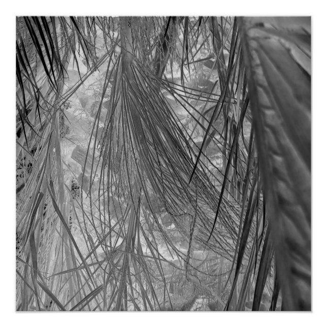 Pôster Sussurros Dos Trópicos (Frente)