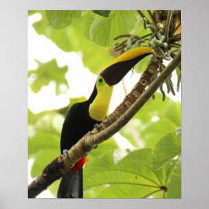 Poster Swainson Toucan