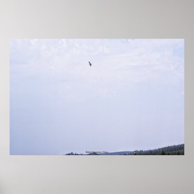 Poster Swainson's Hawk (Frente)