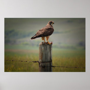 Poster Swainson's Hawk com seu Matar