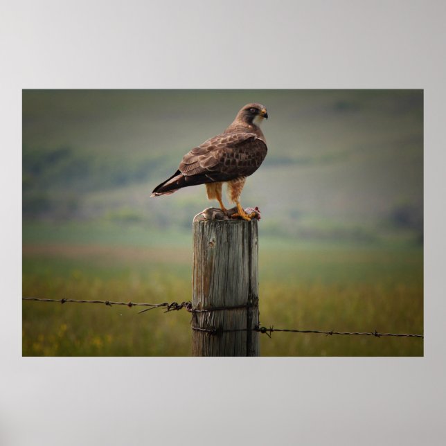 Poster Swainson's Hawk com seu Matar (Frente)
