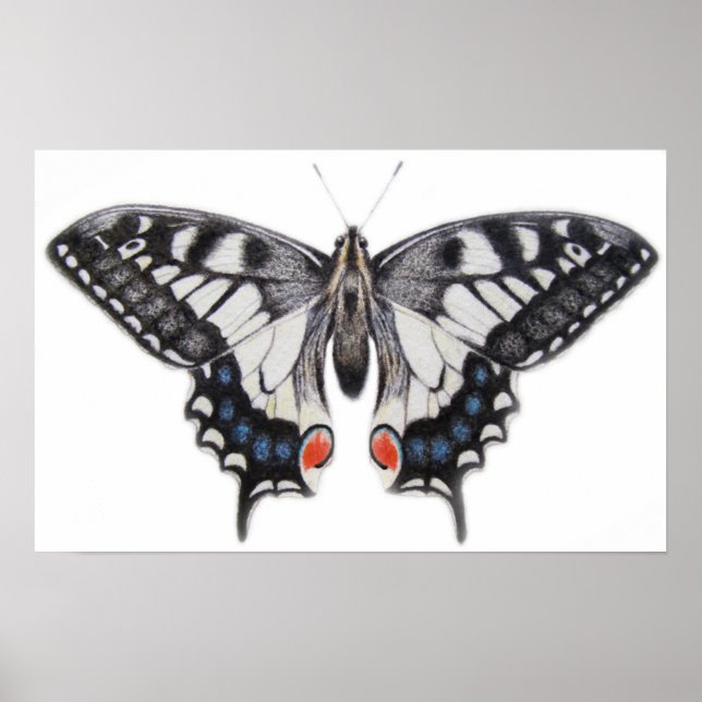 Poster Swallowtail 2012 (Frente)