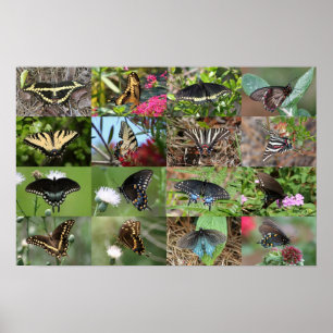 Pôster Swallowtail Butterflies of Southeastern Georgia