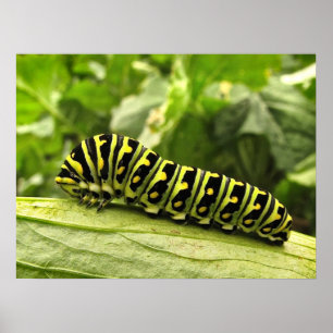 Pôster Swallowtail preto Caterpillar