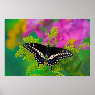 Poster Swallowtail preto em Rod dourado