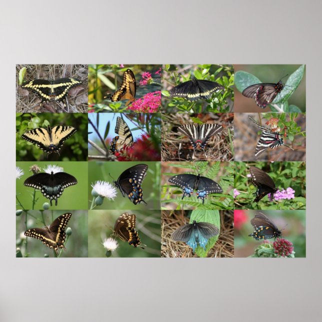 Poster Swallowtails of the Southeast (Frente)