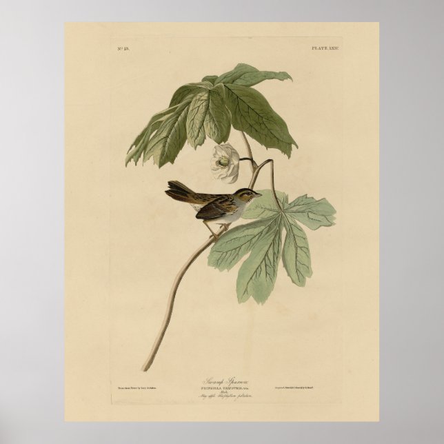 Poster Swamp Sparrow from Audubon's Birds of America (Frente)