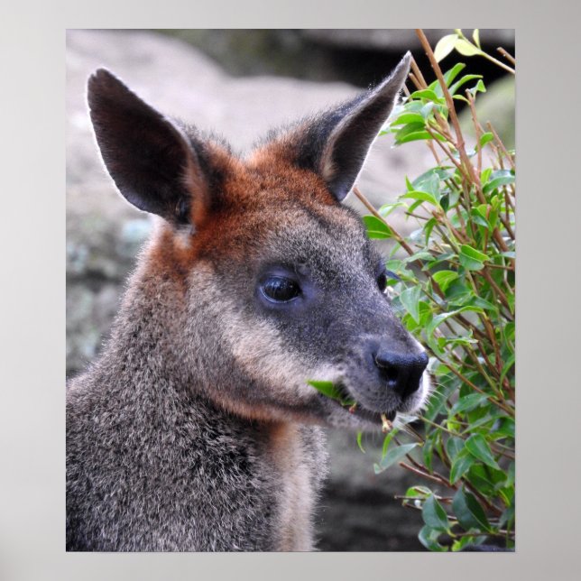 Poster Swamp Wallaby (Frente)