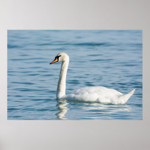 Poster Swan
