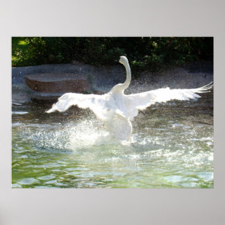 Poster Swan