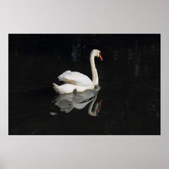 Poster Swan (Frente)