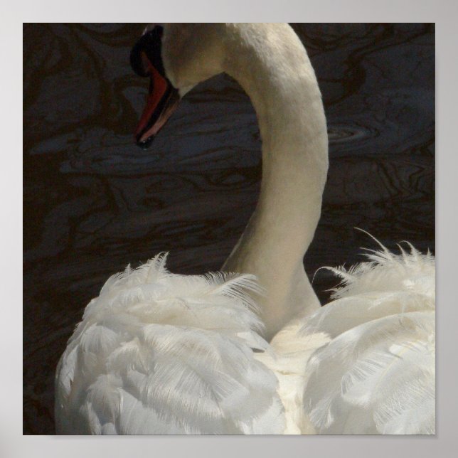 Pôster Swan (Frente)