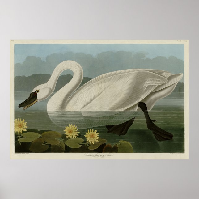 Poster Swan Americano Comum - Aves da América de Audubon (Frente)