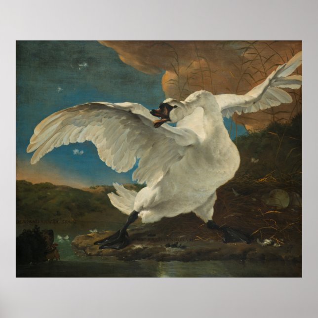 Poster Swan Asselijn (Frente)