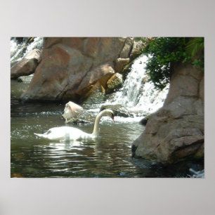 Pôster Swan branco