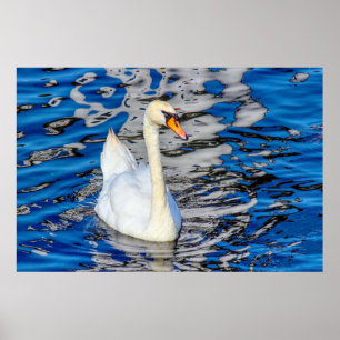 Poster Swan com reflexões