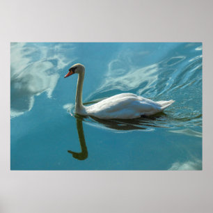 Poster Swan com Reflexões em Nuvem