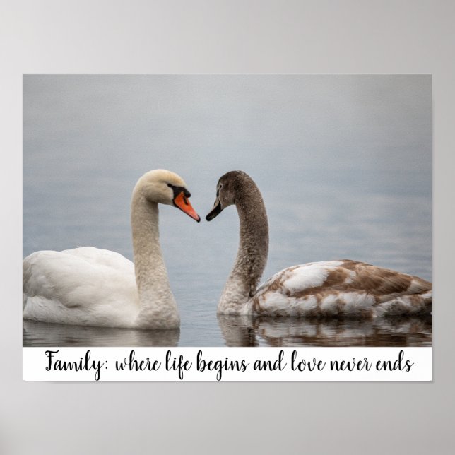 Poster Swan Duo Nature Photo Wall Decor (Frente)