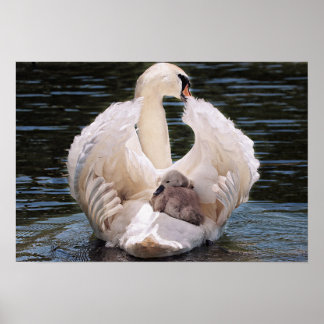 Poster Swan e Cygnets