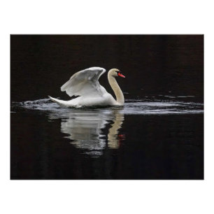 Pôster Swan e Reflexões