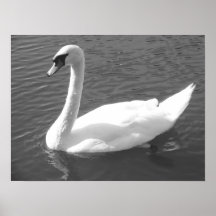 Poster - Swan em preto e branco