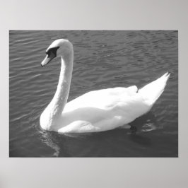 Poster - Swan em preto e branco