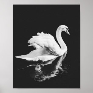 Poster Swan Nadando Negro e Branco