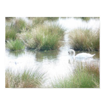 Swan Nas Zonas Úmidas