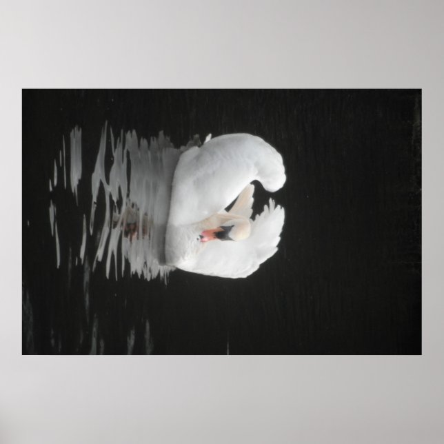 Poster Swan Natação (Frente)