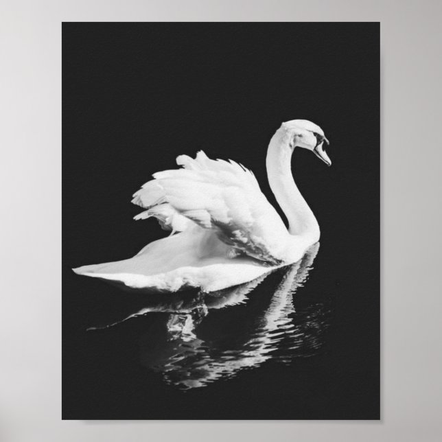 Poster Swan Natação Negra e Branca (Frente)