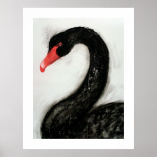 Poster Swan Negro