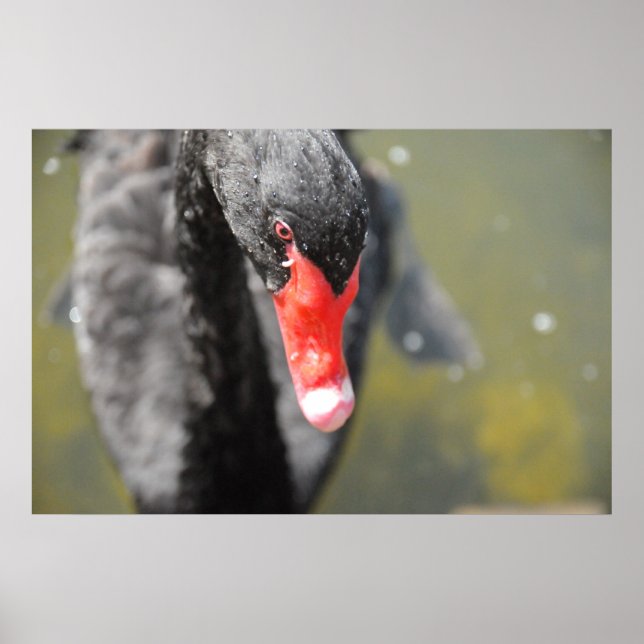 Pôster Swan Negro (Frente)