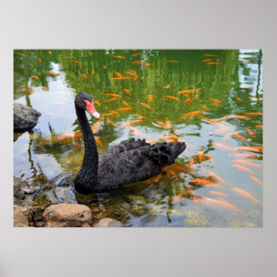 Pôster Swan Negro em um Lago Goldfish