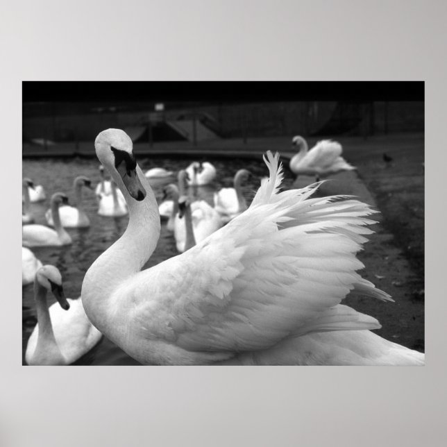 Poster Swan no parque em Barry Island (Frente)